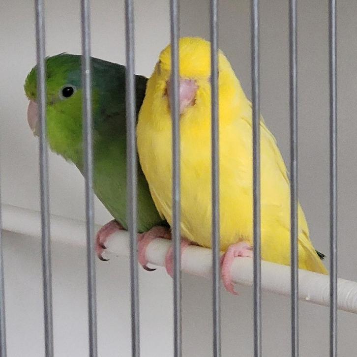 Grijsrugsperling forpus lutino & split, Animaux & Accessoires, Oiseaux | Perruches & Perroquets, Bagué