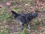 Silverudds bla haantjes, Dieren en Toebehoren, Pluimvee