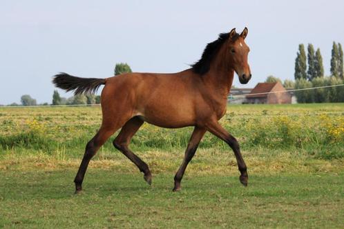 Pura Raza Española merrie 1 jaar - rechtstreeks van fokker, Dieren en Toebehoren, Paarden, Merrie, Niet van toepassing, 160 tot 165 cm