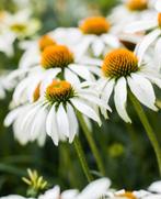 Zaden van  witte Echinacea oogst 2025, Tuin en Terras, Ophalen of Verzenden, Gehele jaar, Zaad