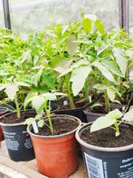 Diverse tomatenplantjes, Tuin en Terras, Planten | Tuinplanten, Ophalen, Volle zon, Groenteplanten, Eenjarig