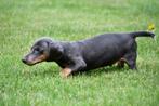 Teckel pups te koop (korthaar), Dieren en Toebehoren, 15 weken tot 1 jaar, CDV (hondenziekte), Dwerg, Meerdere