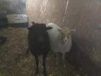Quisanten, Dieren en Toebehoren