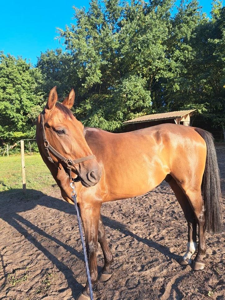 ️Fijne 6 jarige ruin️, Dieren en Toebehoren, Paarden