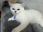 kittens Britse korthaar, Meerdere dieren, Gechipt, 0 tot 2 jaar