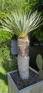 Yucca rostrata, Tuin en Terras, Ophalen
