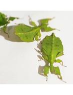 Œufs phasme feuille (Phyllium philippinicum, Animaux & Accessoires, Enlèvement ou Envoi
