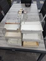 6 baby kooien zie omschrijving, Dieren en Toebehoren, Vogels | Kanaries