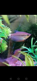 Diamant gourami, Dieren en Toebehoren