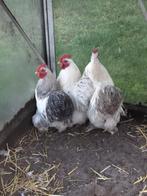 Cochin haan, Dieren en Toebehoren, Pluimvee