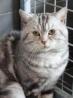 Brits korthaar dekkater, niet te koop! Black silver tabby, Dieren en Toebehoren, Katten en Kittens | Dekkaters, 3 tot 5 jaar