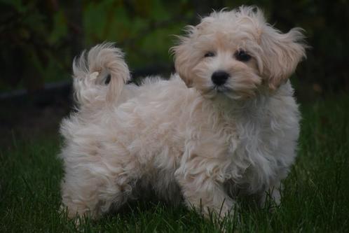 Maltipoo pups hyperallergeen en gemakkelijk te trainen, Dieren en Toebehoren, Honden | Niet-rashonden, Middel, Meerdere dieren