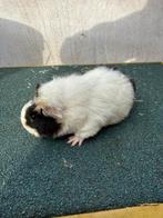 Jong cuy cavia vrouwtje, Domestique, Janvier, Cobaye, Femelle