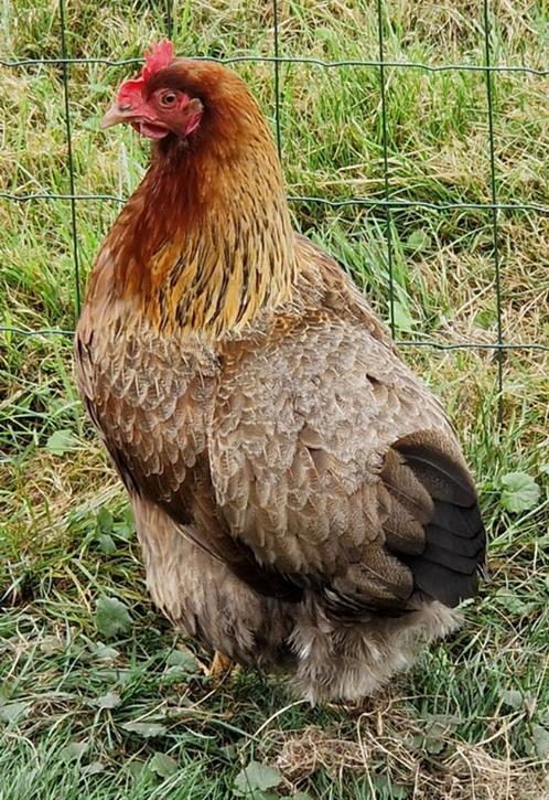 4 groothoender hennen Wellsumer, Dieren en Toebehoren, Pluimvee, Kip, Vrouwelijk