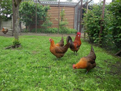 broedeieren Zingems leghoen, Dieren en Toebehoren, Pluimvee, Kip