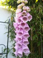 Graines de Foxglove Pink, Digitalis purpurea, Jardin & Terrasse, Plantes | Jardin, Envoi, Plante fixe