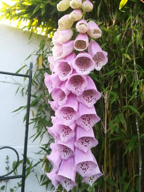 Graines de Foxglove Pink, Digitalis purpurea, Jardin & Terrasse, Plantes | Jardin, Plante fixe, Envoi