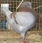 Koppel roodzilver gebande kings gezocht, Dieren en Toebehoren, Vogels | Duiven