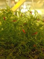 Vuurgarnalen 0,75 euro/stuk, Dieren en Toebehoren
