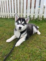 Siberische Husky pups, Belgisch Husky Fokker, Dieren en Toebehoren, België, CDV (hondenziekte), 8 tot 15 weken, Teef