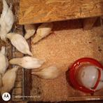 Leghorn kuikens