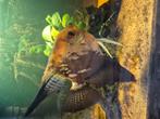 Grote maanvis ruilen, Dieren en Toebehoren, Vissen | Aquariumvissen