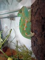 yemen kameleon te koop, Dieren en Toebehoren, Reptielen en Amfibieën