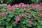 Ooievaarsbek / Geranium, Tuin en Terras, Ophalen of Verzenden