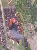 Kippen, Dieren en Toebehoren, Pluimvee, Mannelijk, Kip