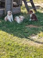 Prachtige australische herder pups, Dieren en Toebehoren, België, 8 tot 15 weken, CDV (hondenziekte), Meerdere