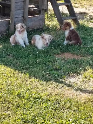 Prachtige australische herder pups  beschikbaar voor biedingen