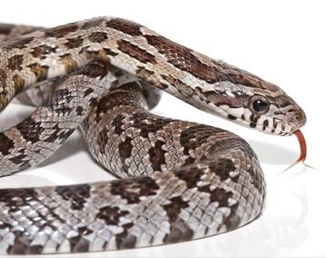 Pantherophis guttatus Anery (Slang) beschikbaar voor biedingen