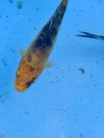 koi, Dieren en Toebehoren, Vissen | Vijvervissen, Karper of Koi