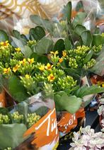 Tiger kalanchoe, Ophalen, Overige soorten, Minder dan 100 cm, Bloeiende kamerplant