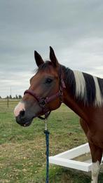 Halve stal aangeboden, Dieren en Toebehoren, Merrie, Minder dan 160 cm, Recreatiepaard, 3 tot 6 jaar