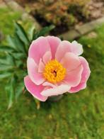 Paeonia suffruticosa (rose) - Pivoine arborescente, Plein soleil, Printemps, Autres espèces, Enlèvement ou Envoi