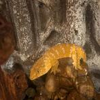 Leachianus-paar, Dieren en Toebehoren, Reptielen en Amfibieën | Toebehoren