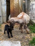 Dwerggeitjes, Dieren en Toebehoren, Mannelijk, Geit, 0 tot 2 jaar
