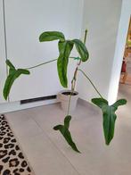 Philodendron Delinksii, Enlèvement