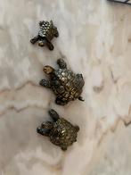 Schildpadjes set van 3, Ophalen