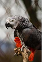 Femelle gris du gabon, Vrouwelijk