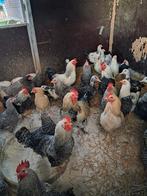 Jonge hanen .jonge barberies .en grote soep hanen, Dieren en Toebehoren, Pluimvee, Meerdere dieren, Kip