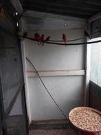 turquocine parkieten, Dieren en Toebehoren, Meerdere dieren, Parkiet