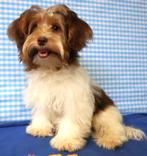 Super lieve kruising Biewer pup!, Dieren en Toebehoren, Honden | Niet-rashonden, 15 weken tot 1 jaar, Reu, Buitenland, CDV (hondenziekte)