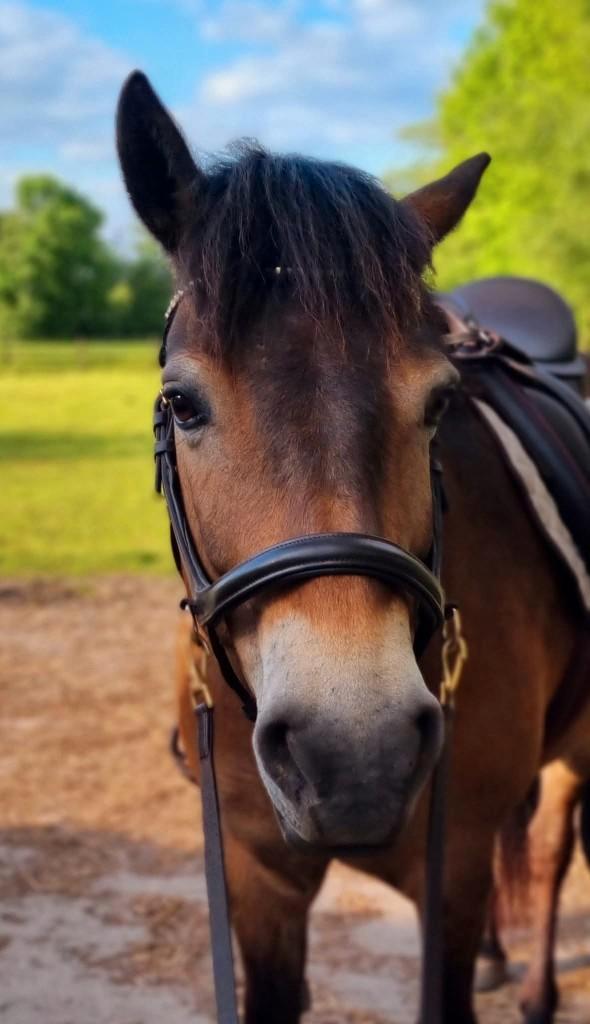 Bijrijder/verzorger gezocht voor exmoor pony te Deurne-Diest, Dieren en Toebehoren, Pony's, Merrie, C pony (1.27m tot 1.37m), Recreatiepony