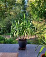 Yucca, Tuin en Terras, Planten | Bomen, Ophalen, In pot, 100 tot 250 cm