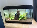 Juwel 60l aquarium met vis en inhoud, Dieren en Toebehoren, Ophalen, Zo goed als nieuw, Gevuld zoetwateraquarium