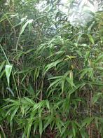 Bambou Pseudosasa japonica Bambou japonais flèche bambou, Jardin & Terrasse, Enlèvement, Autres espèces, Plante fixe