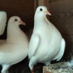 Jonge pauwstaarten, Dieren en Toebehoren, Vogels | Duiven, Meerdere dieren, Tuimelaar of Roller