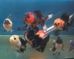 Oranda's Tri-Color & Panda, Dieren en Toebehoren, Vis, Zoetwatervis, Schoolvis